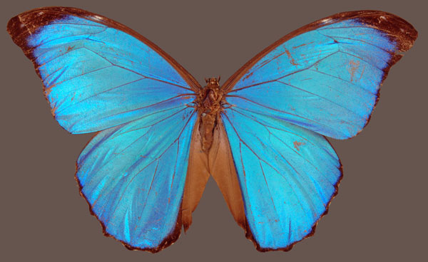 Menelaus blue morpho