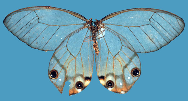 The golden clearwing