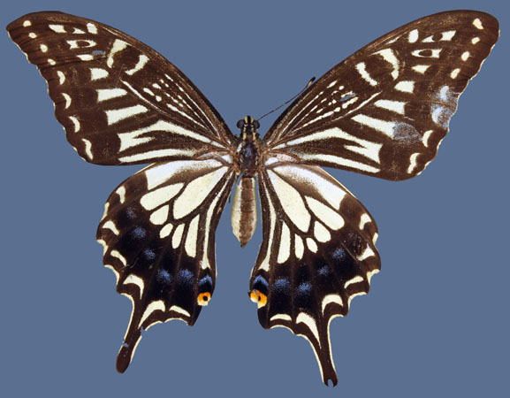 The Chinese yellow swallowtail