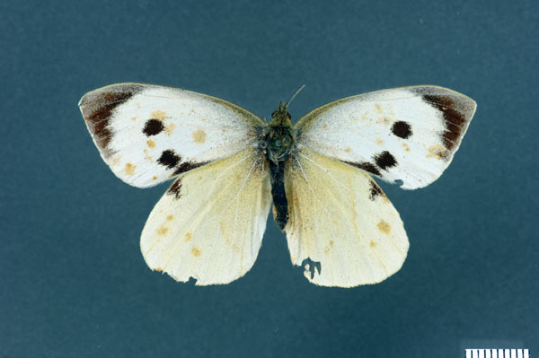 The large white