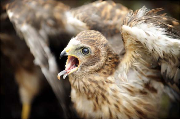Hen harriers