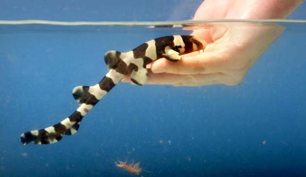 Baby bamboo shark