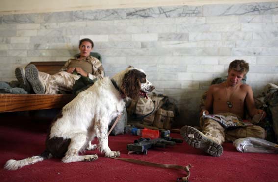 Explosive search dog