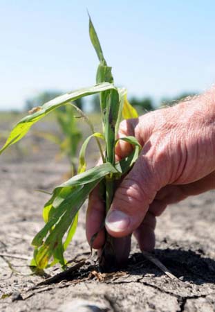 Flood damaged crops