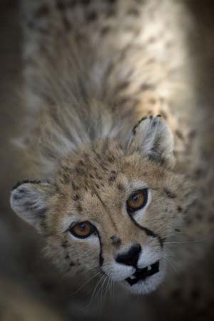 A cheetah