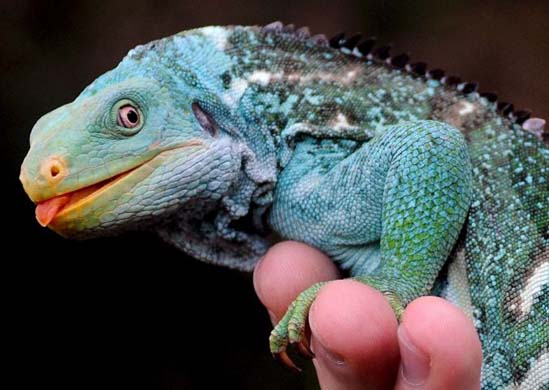 Fijian Crested Iguana
