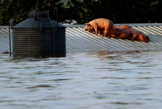 Hogs in the flood