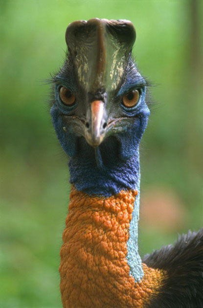 Cassowary