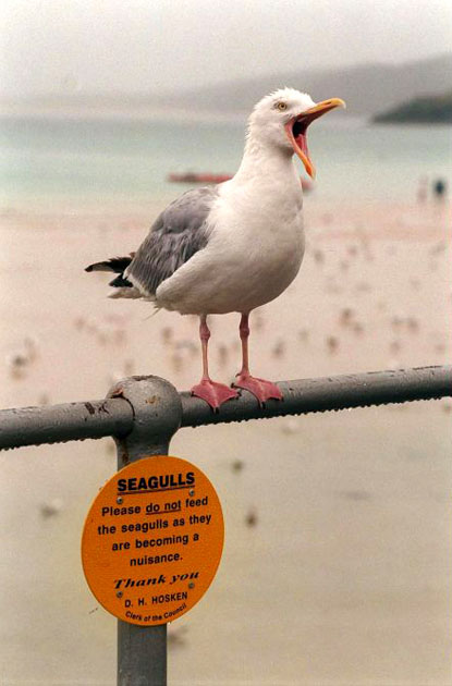 Seagull in Cornwall