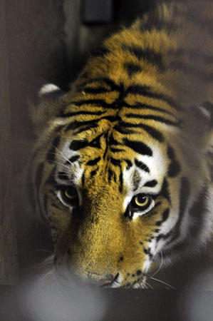 Anchorage, Alaska: Karol, a four-year-old, 450-pound Amur tiger, walks around his new home at the zoo