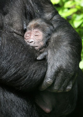 Amsterdam, Netherlands: A gorilla holds her newborn baby in the Artis zoo