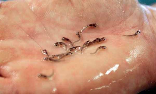 Moorhead, US: A handful of catfish fry in their hatchery