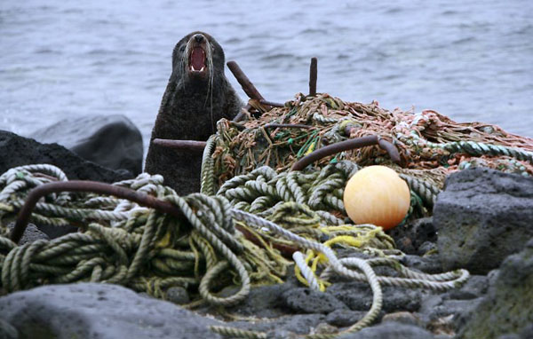 St Paul Island, Alaska: A male fur seal defends its territory on a beach