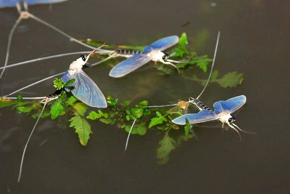 Nagykoerue, Hungary: Mayflies swarm on the Tisza river