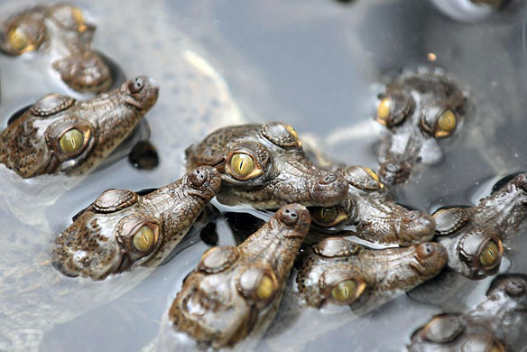 Santa Clara de San Carlos, Costa Rica: Crocodile offspring