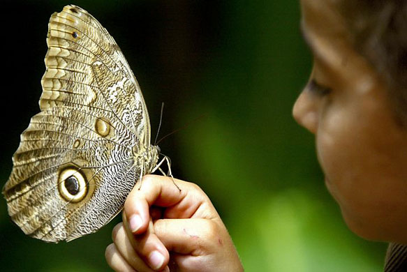 Valle del Cauca, Colombia: A girl holds an owl butterfly