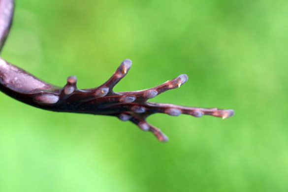 The foot of at trichobatrachus robustus frog