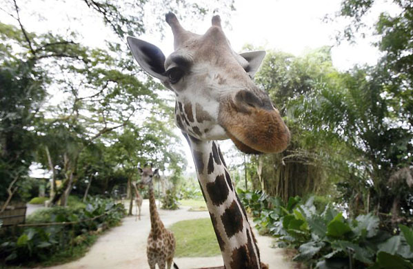 Singapore: Giraffes look into the camera as they wait to be fed by visitors at the zoo