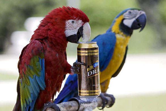 Chisinau, Moldova: A parrot performs a stunt
