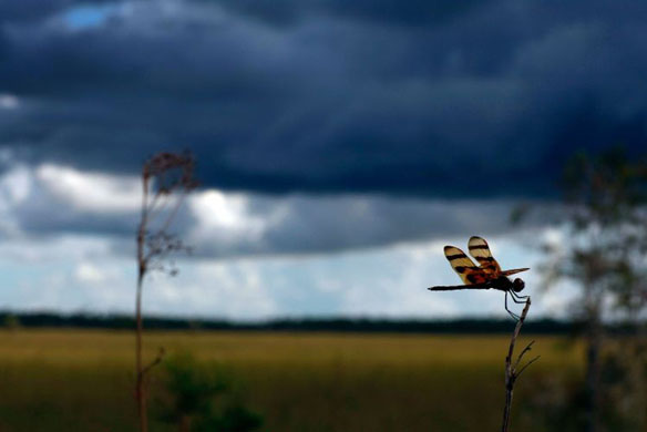 A dragon fly hangs onto a stick