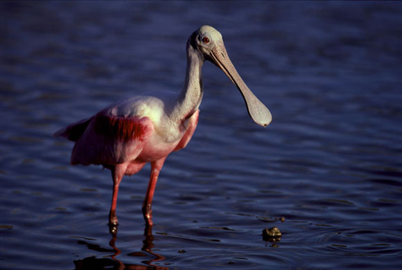 A roseate spoonbill