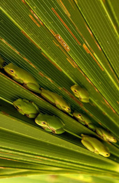 An American green tree frogs rest in the shade of a palm tree