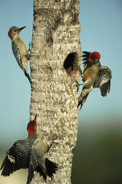 A trio of red-bellied woodpeckers
