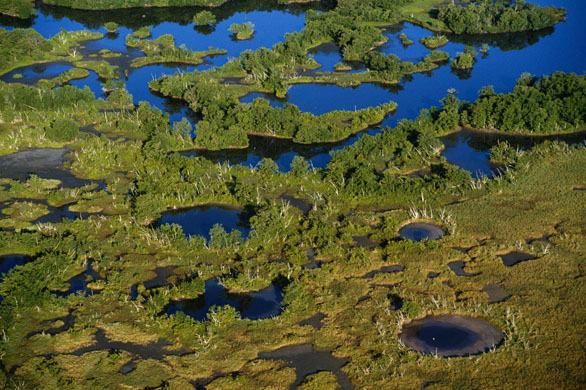 Wetlands in the Everglades