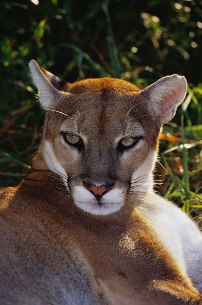 A Florida panther