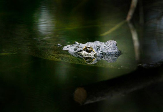 A crocodile observes at the water surface