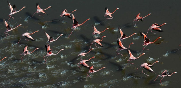 A flock of flamingos takes flight