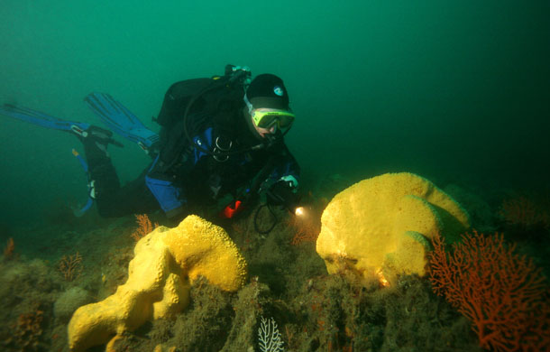 Yellow sponge, a new species 