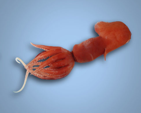 The new squid species