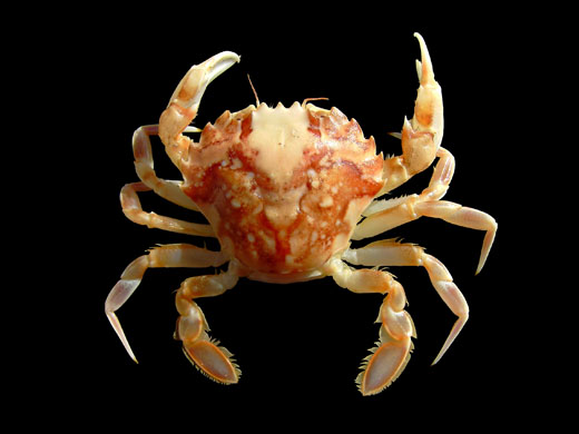 MArbled crab, a new species 