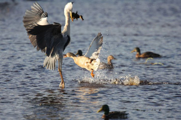 heron eats duckling