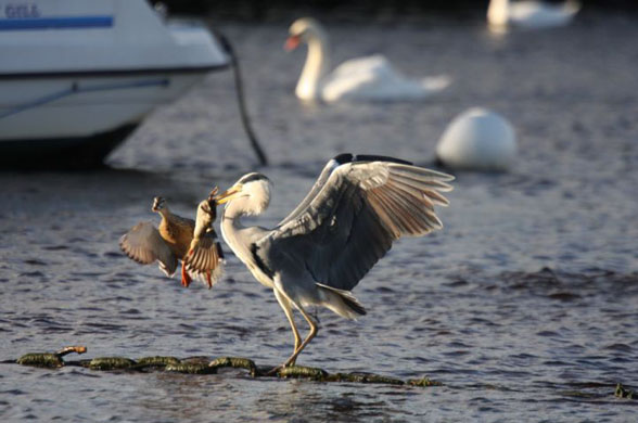 heron eats duckling