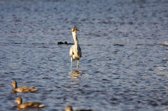 heron eats duckling