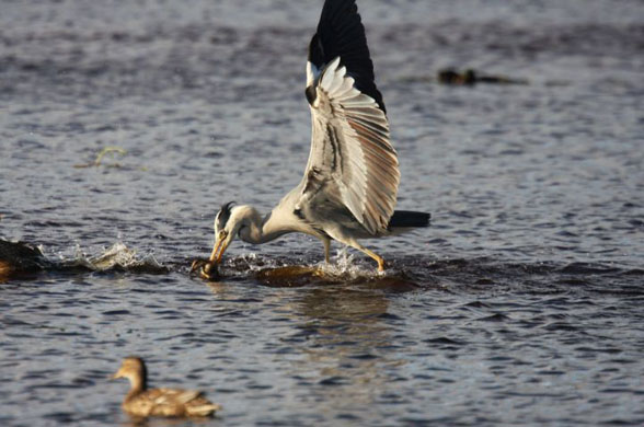 heron eats duckling