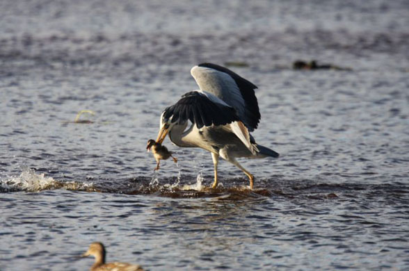 heron eats duckling