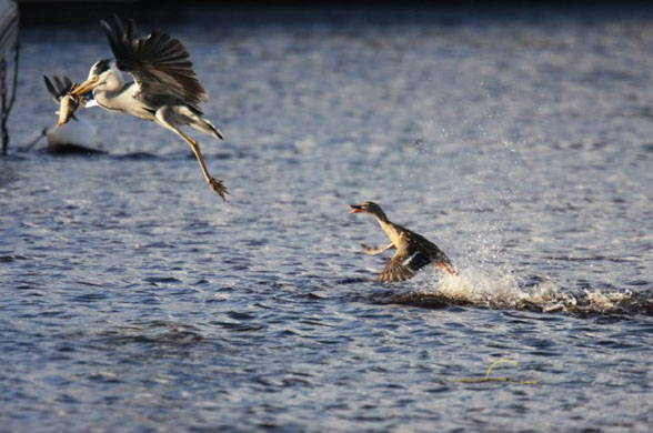 heron eats duckling