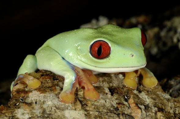 New York, US: A red eyed tree frog clings to a limb at the Prospect Park zoo