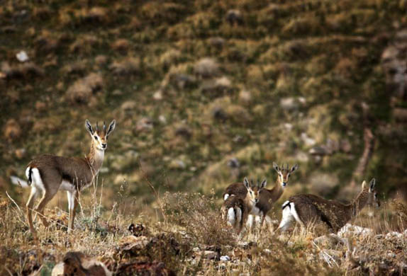 Wadi Qelt, West Bank: Gazelles in an area where Israel plans to build part of its separation barrier