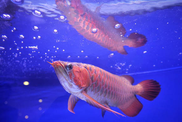 An Arowana dragon fish
