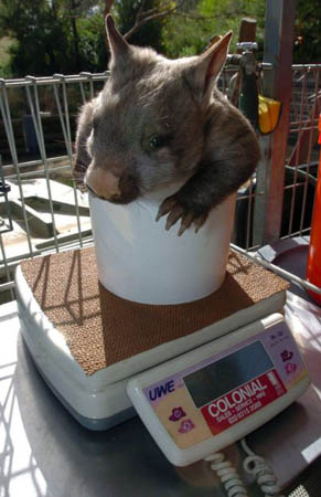Melbourne, Australia: A southern Hairy nosed wombat joey