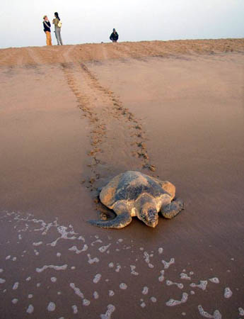 Ganjam district, India: An Olive Ridley turtle returns to sea after laying eggs