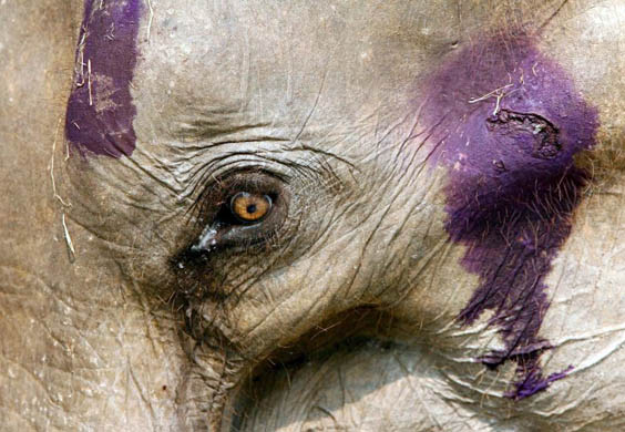 Sampran, 6, a wild bull elephant with disinfected injuries after he was caught in a poachers snare