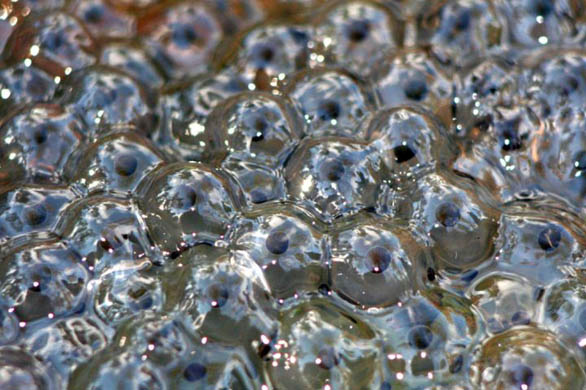 Frogspawn