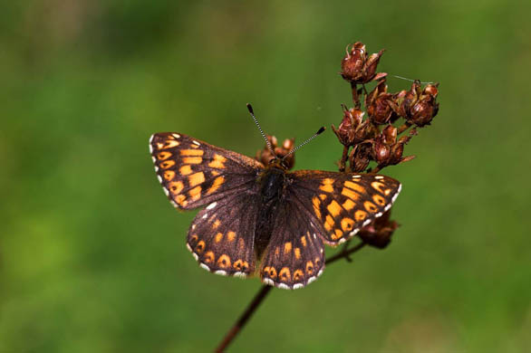 Duke of Burgundy