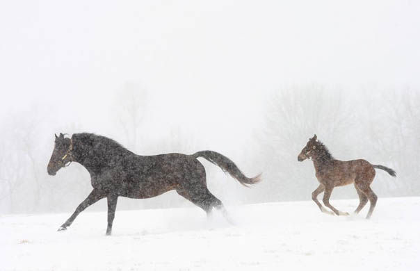 Lexington, US: A mare and her foal run through the falling snow on Shadwell farm