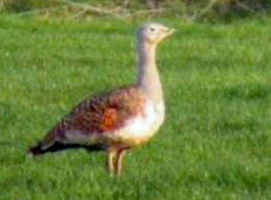 A female Great Bustard